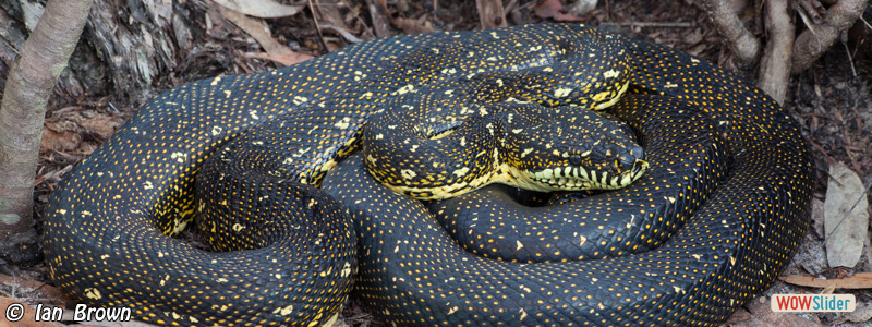 4. Diamond Python