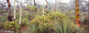 2. Kanangra heath