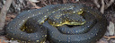 4. Diamond Python