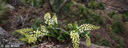 7. Rock Orchid
